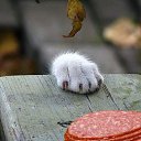 ���� �����, �����-��������� - ��������� 9 ���� 2013 � ������ ����� ��� ������������