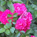 ���� ������, ������, 57 ��� - ��������� 1 ���� 2013 � ������ �������