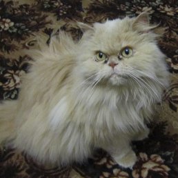 ���� Ccc, �����, 42 ���� - ��������� 21 ������� 2013