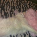 ���� �����, ������, 57 ��� - ��������� 10 �������� 2010 � ������ ���� �������� � ���߻