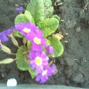  Irina, , 54  -  15  2011   *My flowers*
