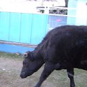 , -, 43  -  15  2010     