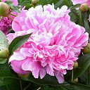 ���� �������, ���������, 69 ��� - ��������� 17 ������� 2011 � ������ ���� ��������