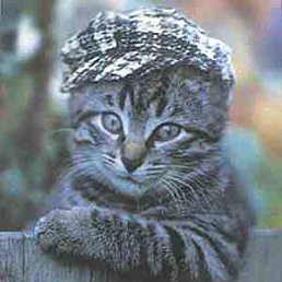 ���� �������, �����������, 43 ���� - ��������� 30 ����� 2013