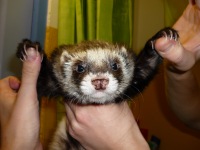 ���� ������, �������, 43 ���� - ��������� 22 ������� 2011