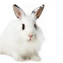 � ����� ����� !!! �� ������� �PetLove�