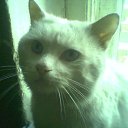  Ari, , 105  -  22  2011      