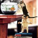 ���� ����� (�������� ������� ����), ������, 48 ��� - ��������� 25 �������� 2011 � ������ ��������