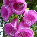 ���� ����@, ��������, 62 ���� - ��������� 21 ���� 2010 � ������ ��������� �������