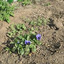 ���� �����, ��������, 55 ��� - ��������� 23 ������ 2012 � ������ �������