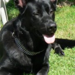 ������� ��������, ����, 52 ����