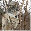 ���� ������, ������, 36 ��� - ��������� 8 ������� 2011