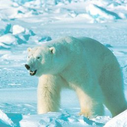 ���� ����, �����-���������, 52 ���� - ��������� 3 ������� 2011