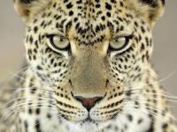 ���� �������, ������, 63 ���� - ��������� 9 ������� 2011