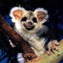 ���� Red, ������� - ��������� 16 ������ 2011 � ������ ���������������� :)�