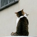 ���� @L...x, ������, 38 ��� - ��������� 17 ������ 2012 � ������ �������
