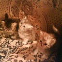  E.lena, , 62  -  27  2011    