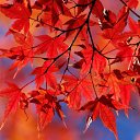 ���� ���, �����������, 50 ��� - ��������� 14 ���� 2013