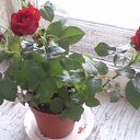 ���� ���, ���������, 52 ���� - ��������� 23 ���� 2013