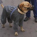 ���� ���, ������ - ��������� 17 ������� 2011 � ������ �������