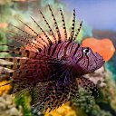 ���� Svetlana, ������, 59 ��� - ��������� 29 ����� 2011 � ������ ���������� ��� ���������� �����