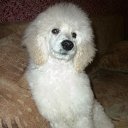 ���� �����, �������, 68 ��� - ��������� 15 ���� 2012 � ������ ���� ����������