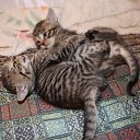 ... ������. ������ �����-��. �����-�����... �� ������� �����������ۻ