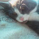  , -, 61  -  12  2012   