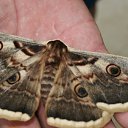 ���� ���������, ������, 71 ��� - ��������� 7 ���� 2012 � ������ ���� ����������