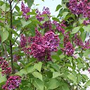 ���� �����, �����, 60 ��� - ��������� 21 ��� 2012 � ������ ������ �����