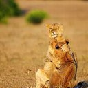 ���� ����� - ���������� ��������!!!, �����������, 56 ��� - ��������� 4 ������� 2009 � ������ ����������� :-)�