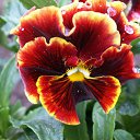 ���� ��, ������, 70 ��� - ��������� 6 ������ 2012 � ������ �RoadKing�