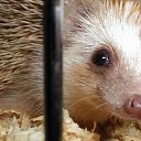 ���� Cherry, ������, 41 ��� - ��������� 8 ����� 2010 � ������ �������