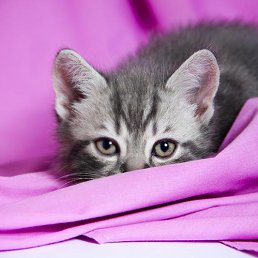 ���� ������, �����������, 48 ��� - ��������� 4 ������� 2013