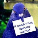 ���� �������, �����-���������, 36 ��� - ��������� 16 ���� 2012 � ������ �������