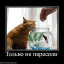  Nataly, , 52  -  18  2010   Funny Cats