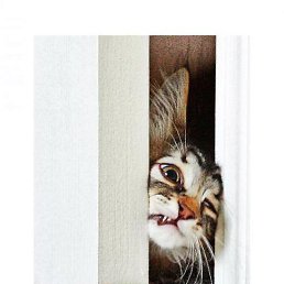 ���� ����, �����������, 56 ��� - ��������� 8 ������� 2013