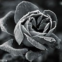  ****,  -  6  2010   *******ROSES*******