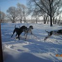  Nadezhda, , 52  -  27  2011    ϸ, ,       / My Dogs, Horses, Cats and others