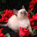  Lika,  -  3  2010      2 :))