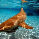 ���� ��� �����, �����������, 50 ��� - ��������� 1 ������ 2010 � ������ �����-����