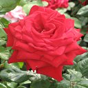 ���� �����, ������, 42 ���� - ��������� 22 ������ 2011 � ������ ���� ����������