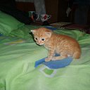 ���� ������, ����������� - ��������� 5 ������� 2011 � ������ �������