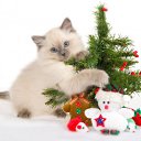 ���� Angel, ������-��-����, 37 ��� - ��������� 13 ������ 2011