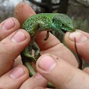 ���� �����, �����, 35 ��� - ��������� 13 ���� 2012 � ������ ���� ����������