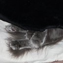  Fab, , 66  -  19  2011   +++