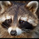 ���� Raccoon, ����������� - ��������� 4 ������� 2009