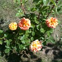 ���� ������, ����, 60 ��� - ��������� 24 ���� 2013 � ������ ���� ����������