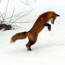 ���� ����/�������.62��., ��������, 39 ��� - ��������� 20 ������ 2010 � ������ ���� ����������