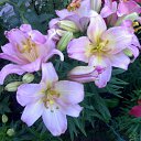 ���� �����, ������, 42 ���� - ��������� 22 ������ 2011